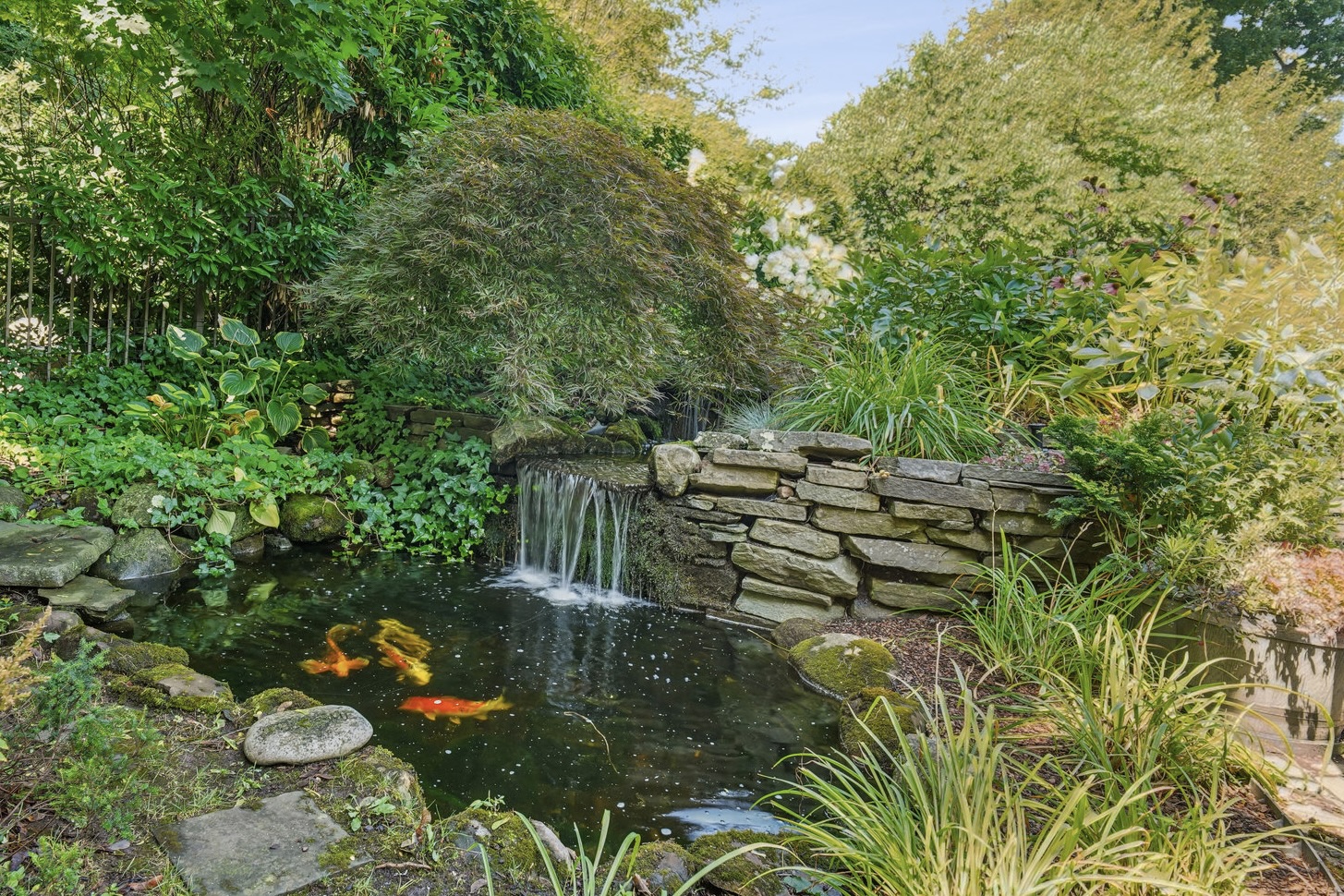 35 Maplewood Ave, Mplw - koi pond